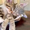 Ginger & Silver  - thumbnail 1