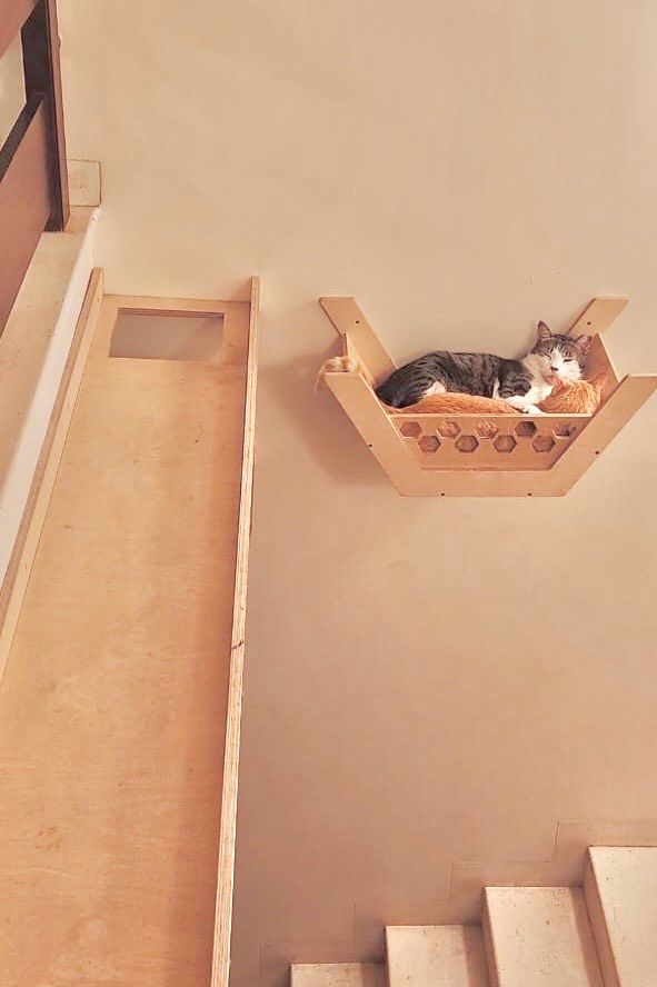 When Cats Pee Outside the Litter Box: Stress, FIC, and the Importance of MEMO