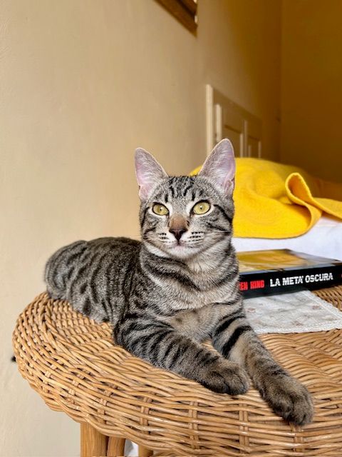 Test the Personality of Your Cat: Understanding the Feline Five