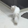 KitKat - thumbnail 4