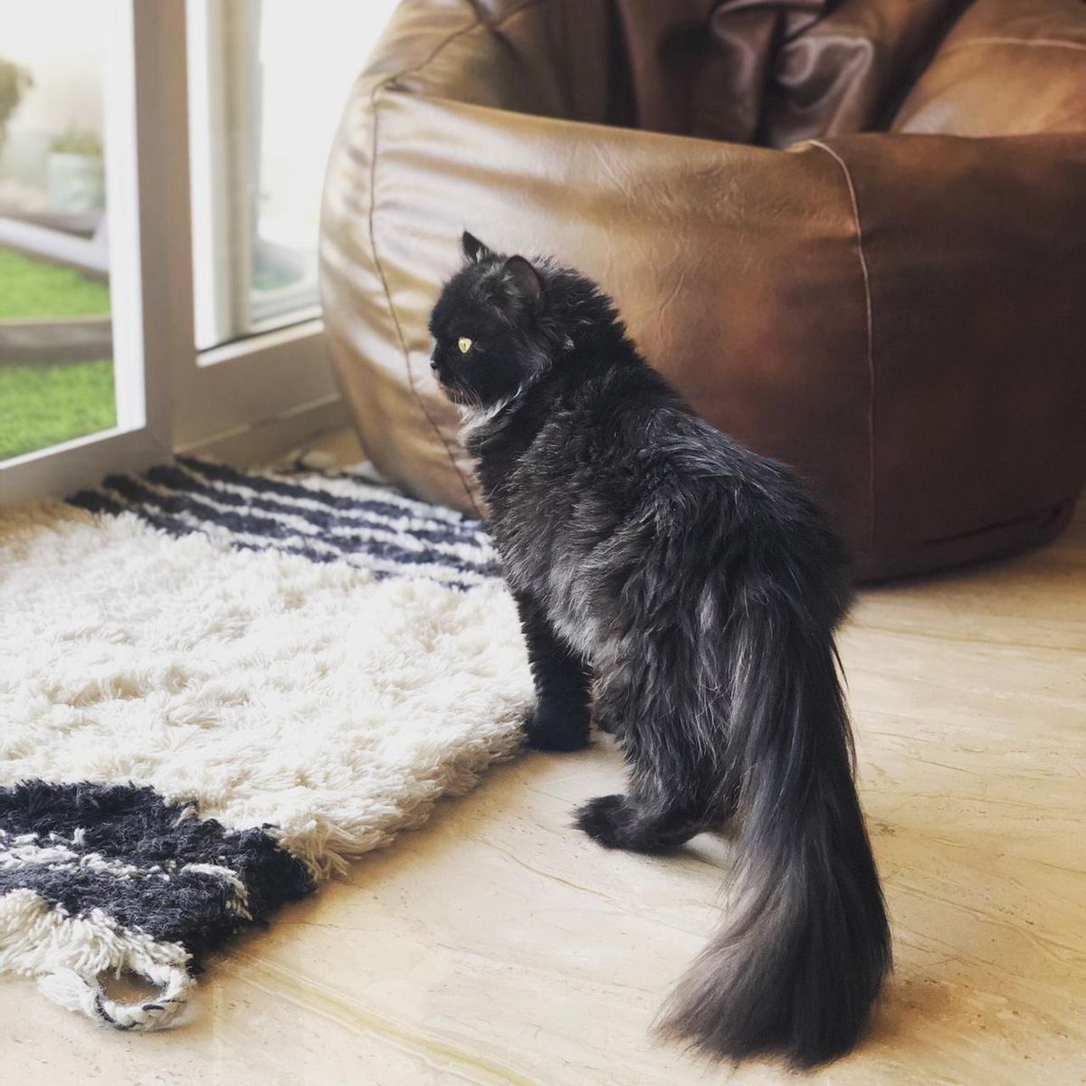 Not Just Cute: Why Your Cat Deserves Safety First