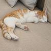 Paw McCartney - thumbnail 2