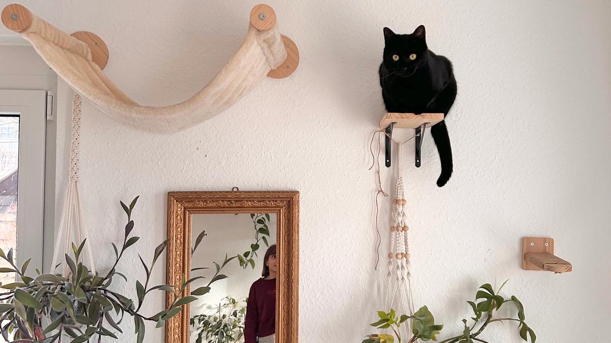 Tipps für ein gesundes Katzenfutter – basierend auf Empfehlungen von zertifizierten Tierernährungsberater:innen und WSAVA