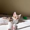 Ginger & Silver  - thumbnail 3