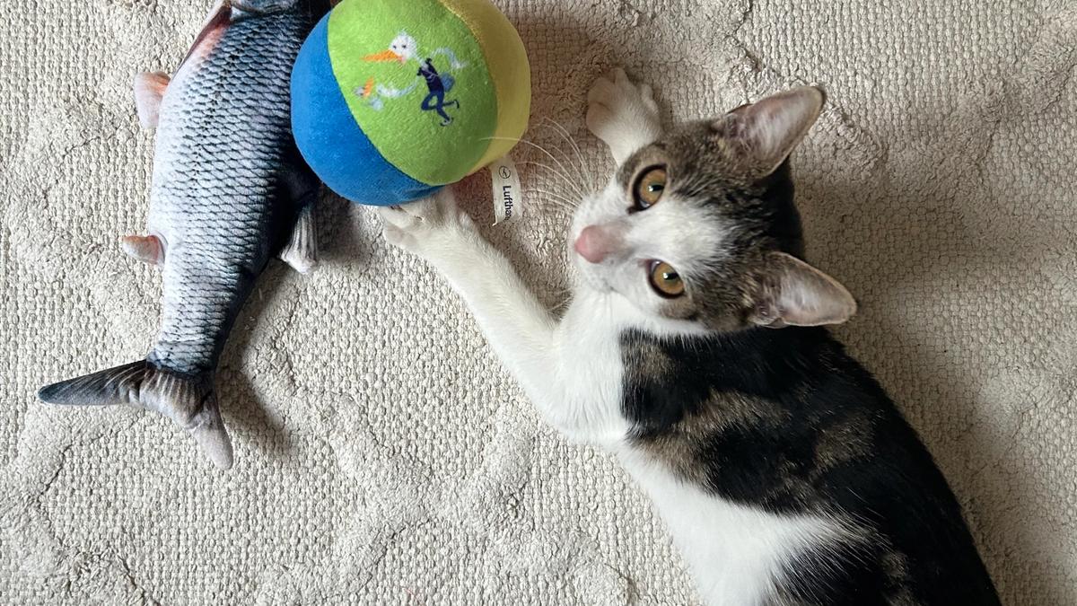 Katzengeheimnisse entschlüsselt: Nicht manipulativ, sondern voller Botschaften