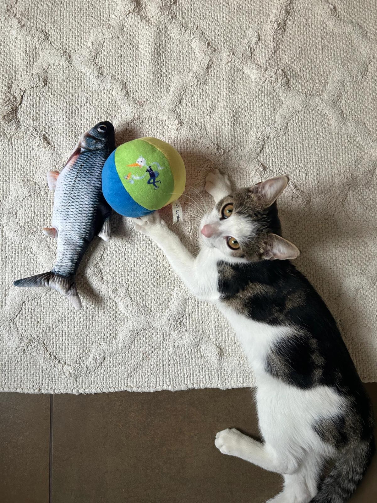 Katzengeheimnisse entschlüsselt: Nicht manipulativ, sondern voller Botschaften