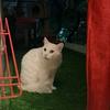 Rani - thumbnail 1