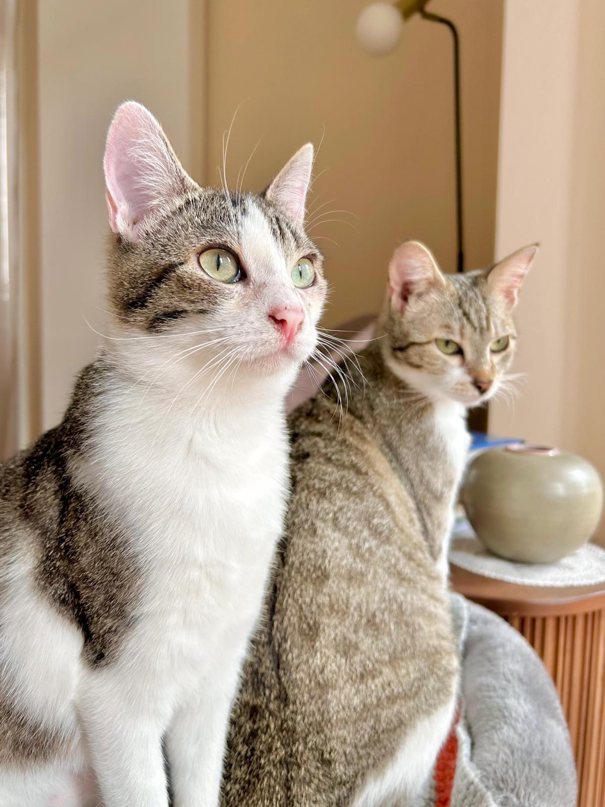 Why Responsible Rescuers Neuter Before Adoption: A Long-Term Commitment to Welfare