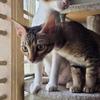 Mocha and Coco - thumbnail 4