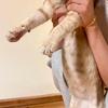 Chai - thumbnail 2