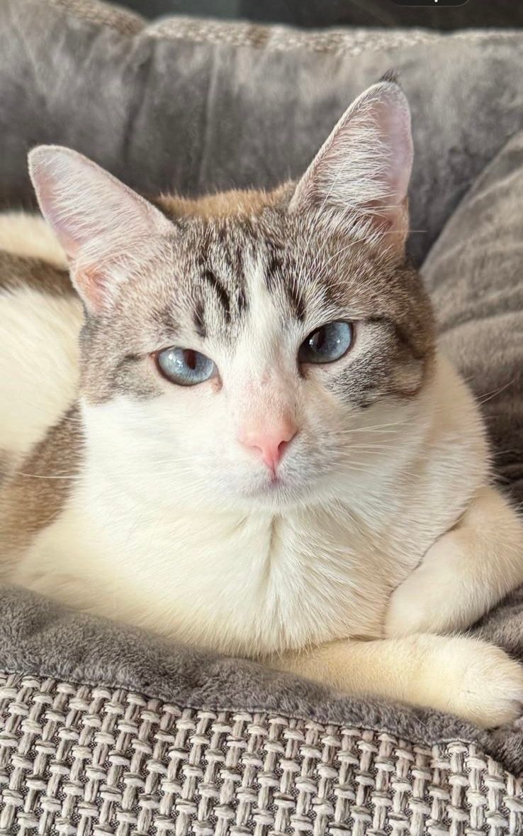 Why Clean, Well-Ventilated Homes Matter for Your Cat’s Health