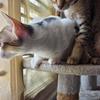 Mocha and Coco - thumbnail 2