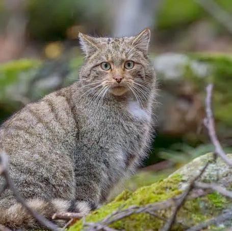 Understanding Your Future Cat's Wild Past