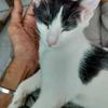 Zorro - thumbnail 2