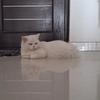 KitKat - thumbnail 2