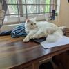 KitKat - thumbnail 1
