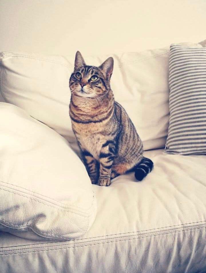 Message for Foster Moms – What to Focus on When Recruiting an Adopter