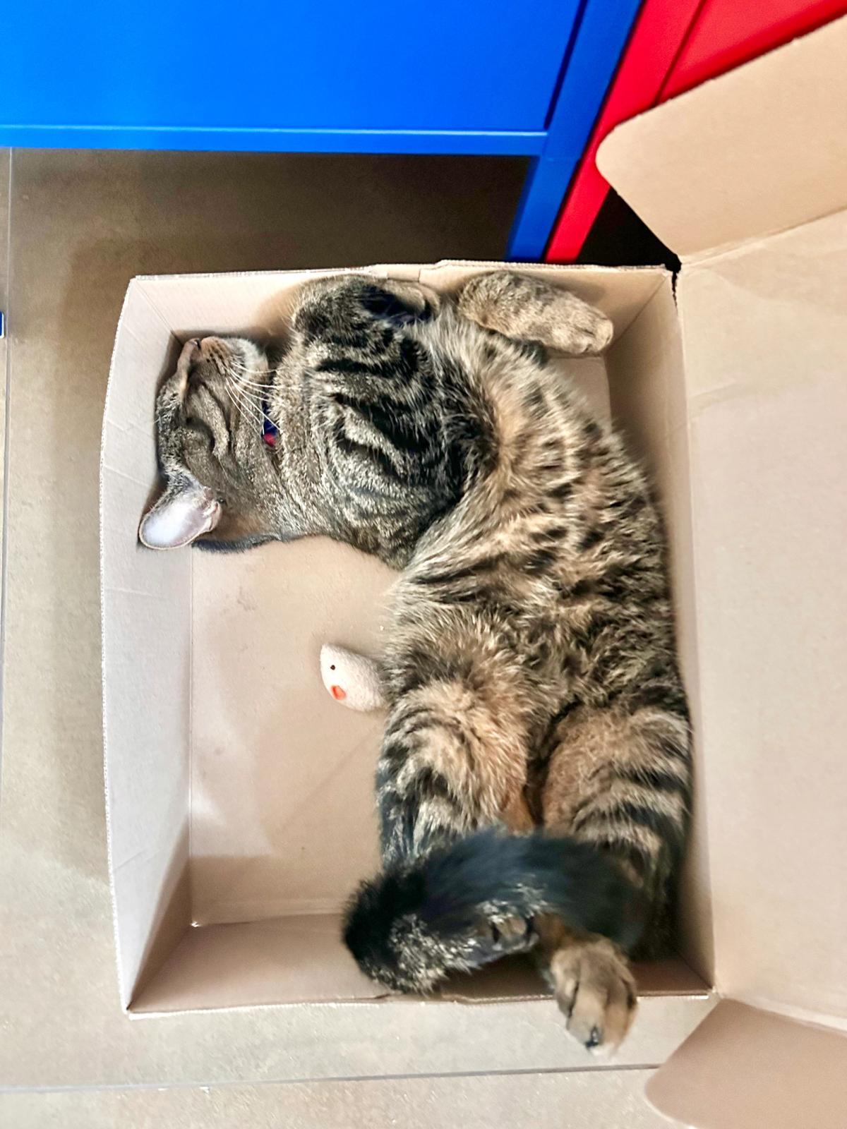 Why Your Neutered Cat Pees Outside the Litter Box (And Why It’s Not Spite)