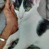 Zorro - thumbnail 1