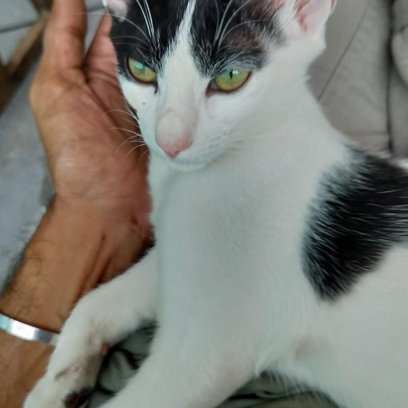 Zorro - photo 1