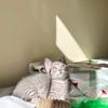Ginger & Silver  - thumbnail 2