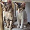Mocha and Coco - thumbnail 1