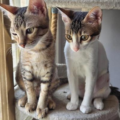 Mocha and Coco