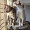 Mocha and Coco - thumbnail 3