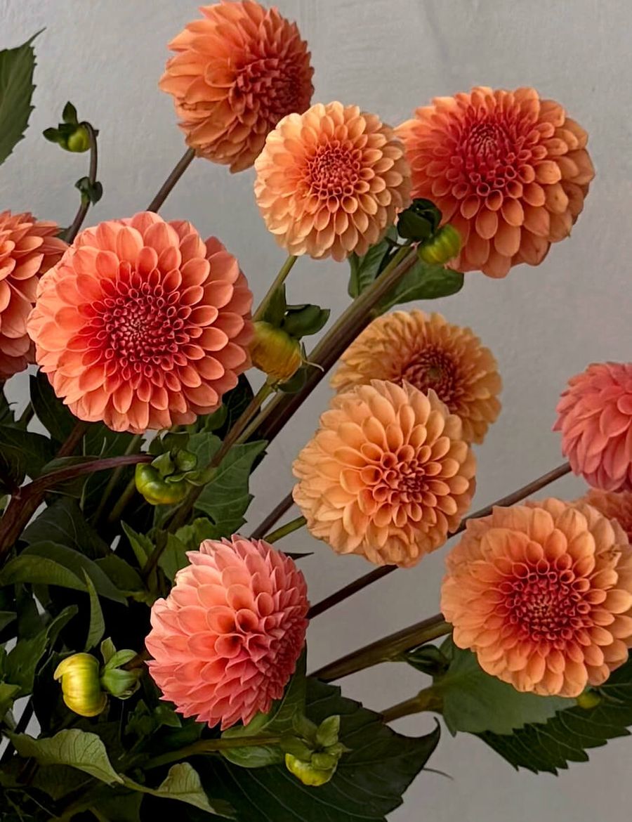 Product image in gallery for Rose Tuscano Dahlias | Item 2