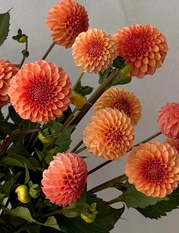 Hover Image of Rose Tuscano Dahlias