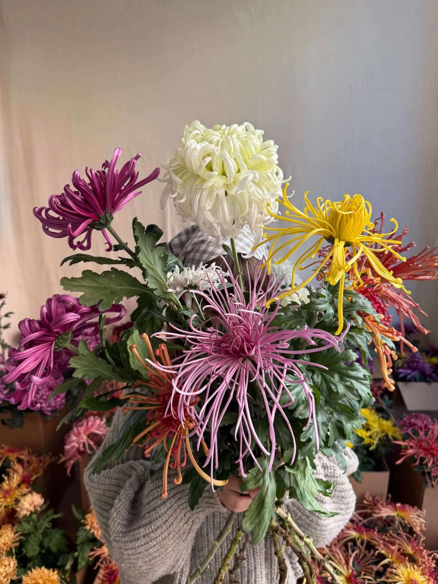 Product image in gallery for Giant Heirloom Chrysanthemum Bunch | Item 1