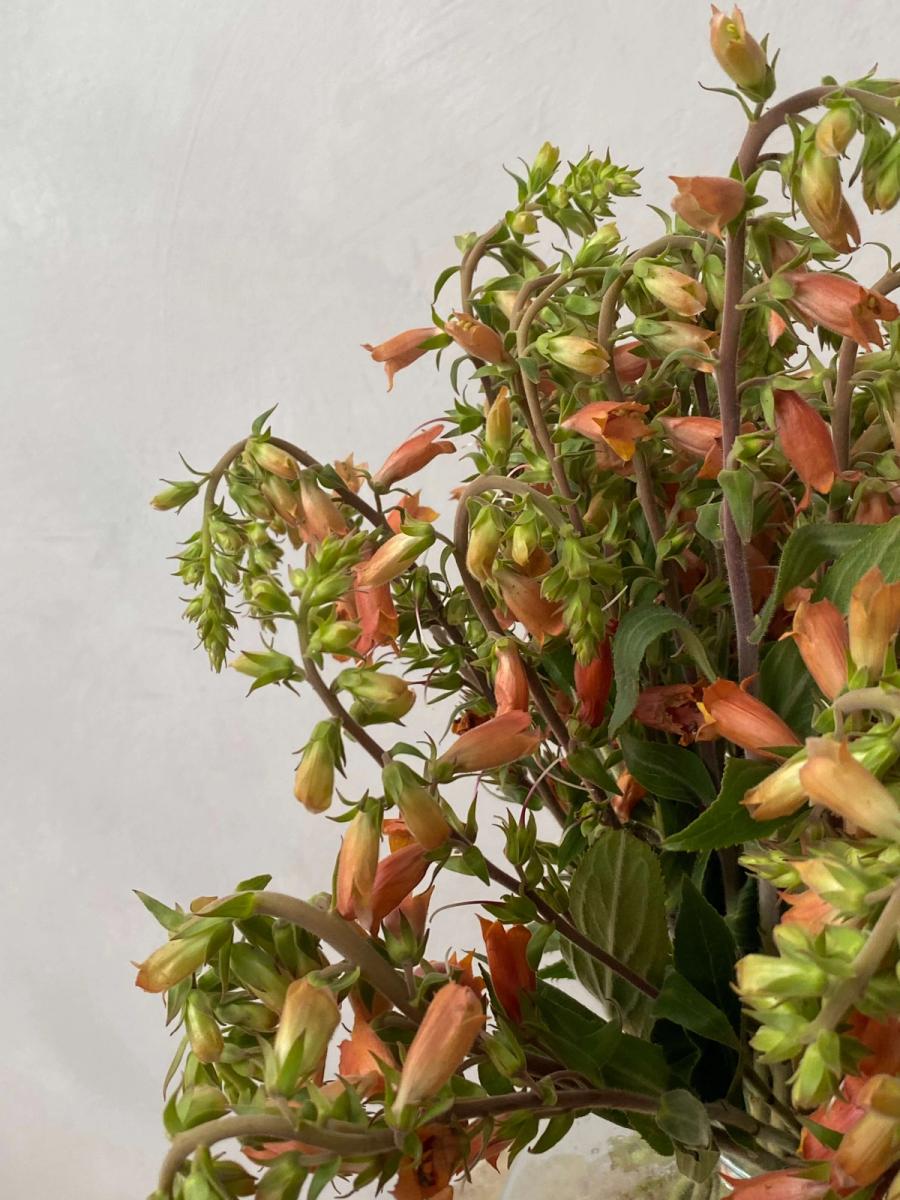 Product image in gallery for Digitalis Parviflora | Item 2