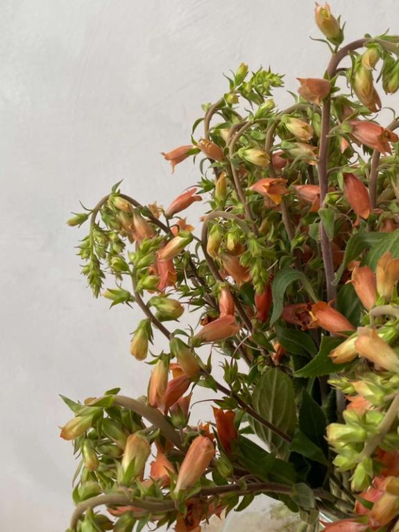 Hover Image of Digitalis Parviflora