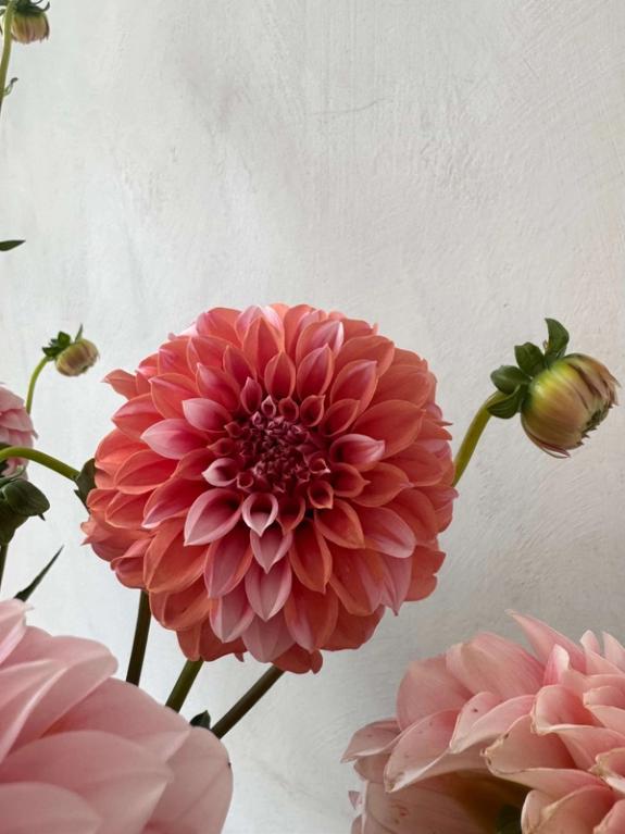 Hover Image of Peaches n' Cream Dahlias