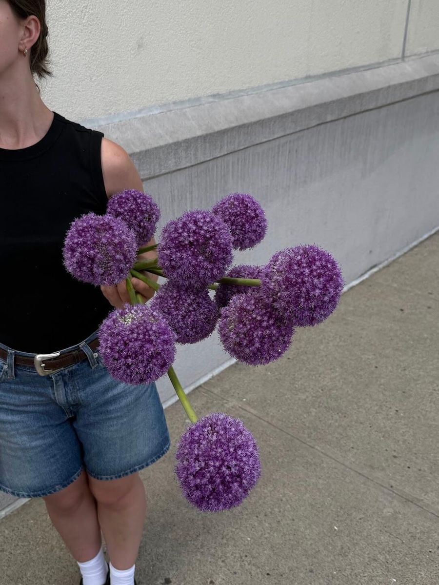 Product image in gallery for Giganteum Allium | Item 1