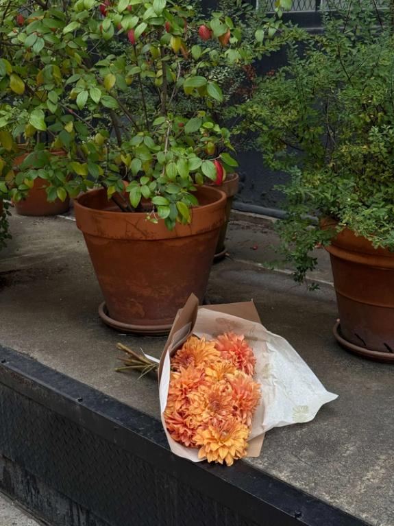 Hover Image of Dinner Plate Dahlias