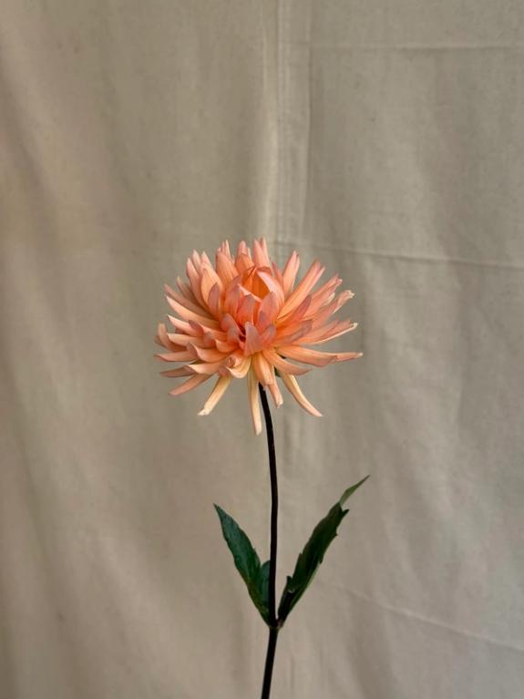 Hover Image of Peach Fuzz Dahlias