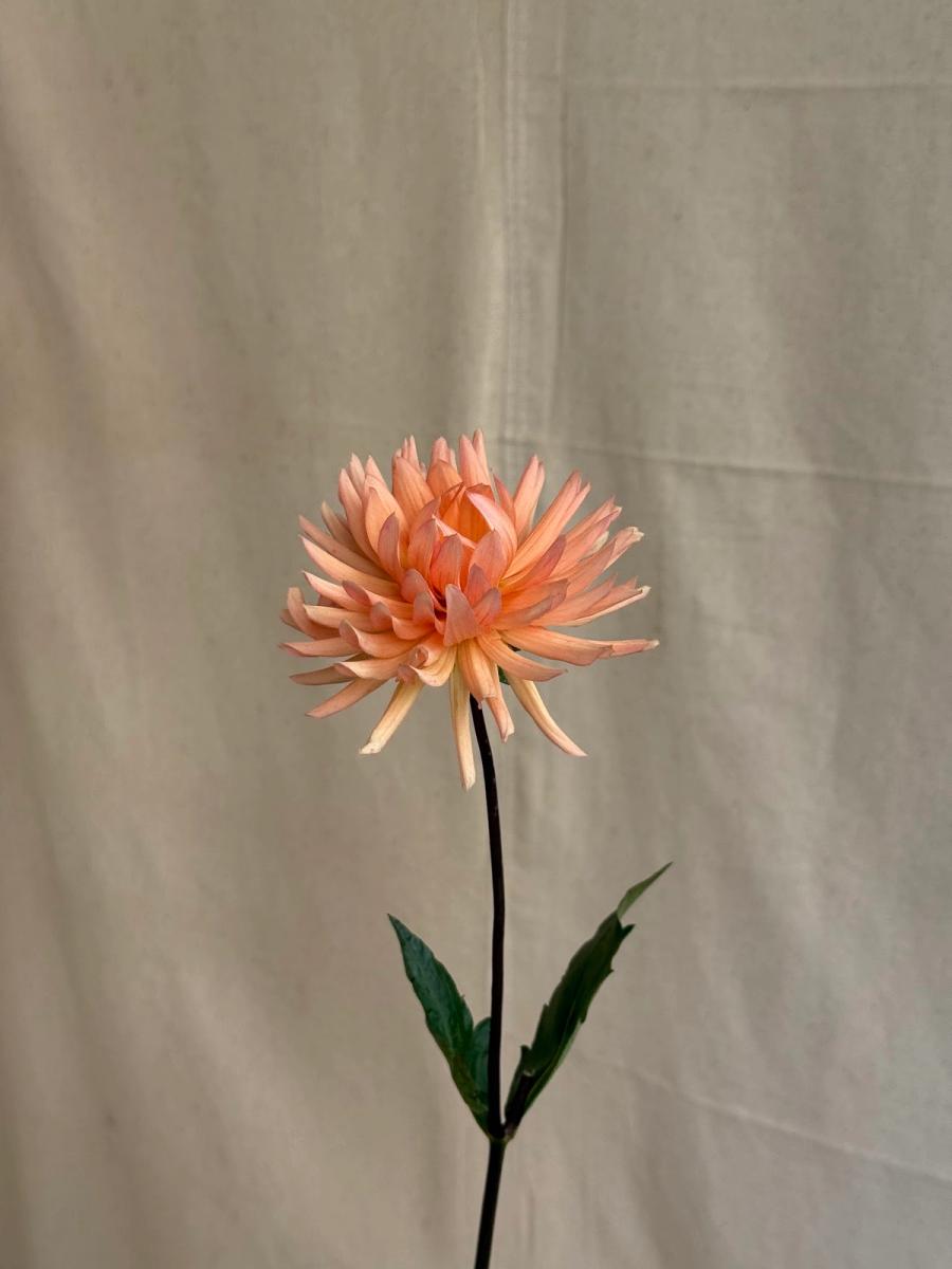 Product image in gallery for Peach Fuzz Dahlias | Item 2