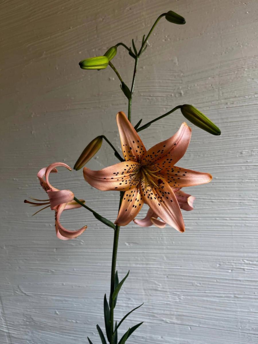 Product image in gallery for Pink Tiger Lilies | Item 1