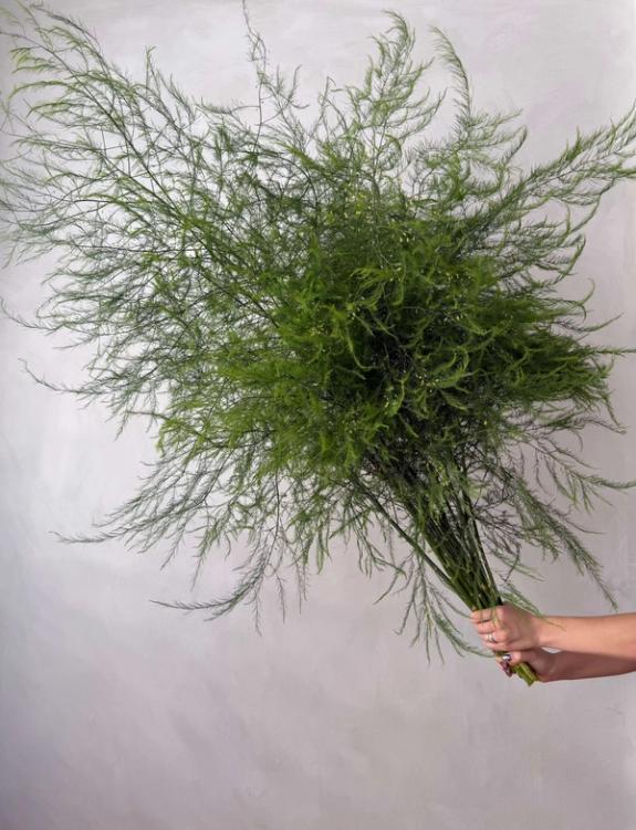 Thumbnail Image of Same Day Asparagus Fern