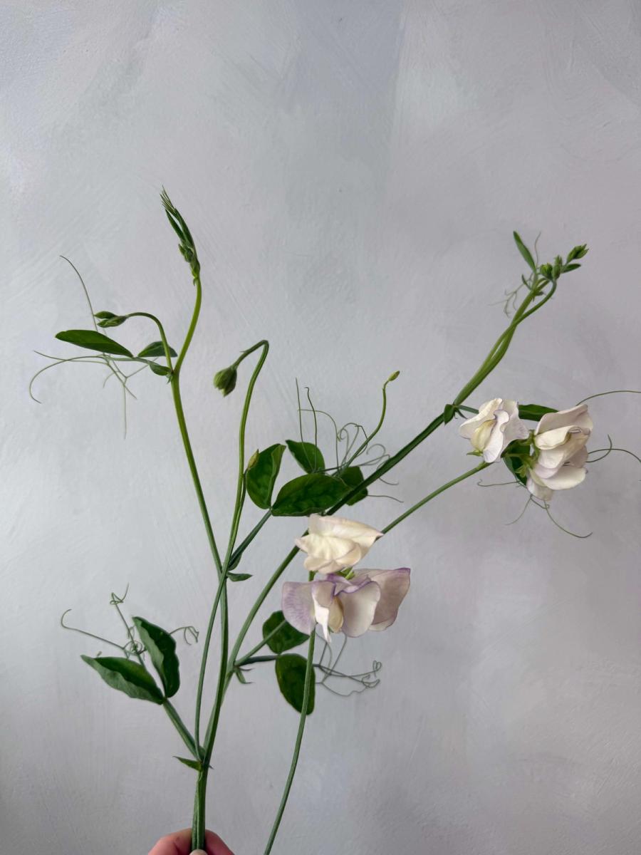 Product image in gallery for Sweet Pea with tendrils | Item 2