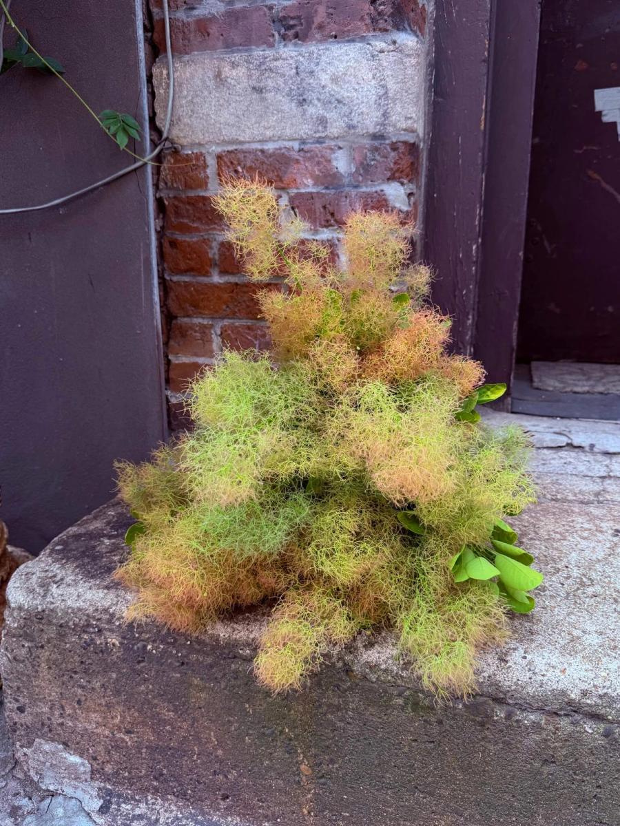 Product image in gallery for Champagne Smoke Bush | Item 2
