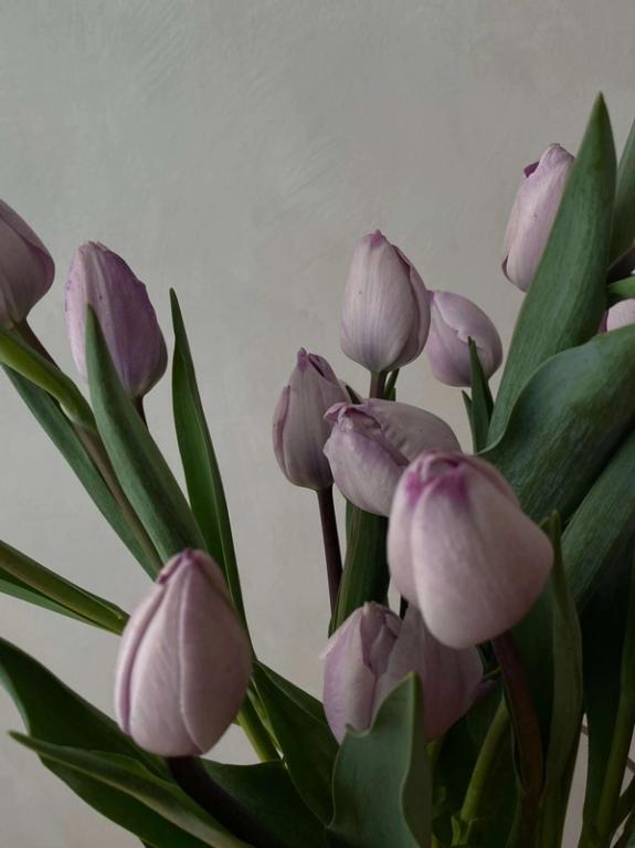 Hover Image of Jacuzzi Tulips on the bulb