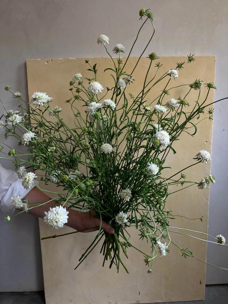 Product image in gallery for Snow Maiden Scabiosa | Item 1