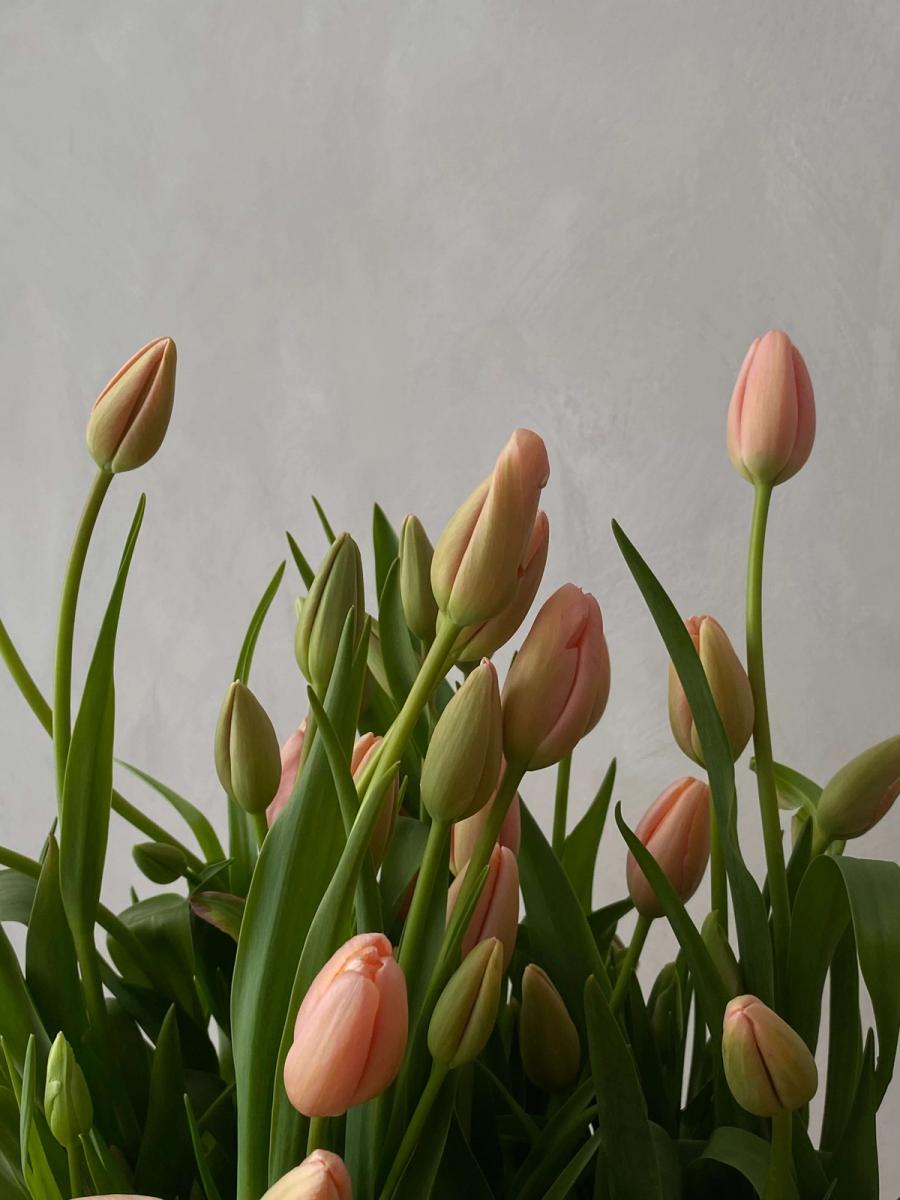 Product image in gallery for An Appropriate Abundance of French Menton Tulips on the Bulb in glass | Item 2