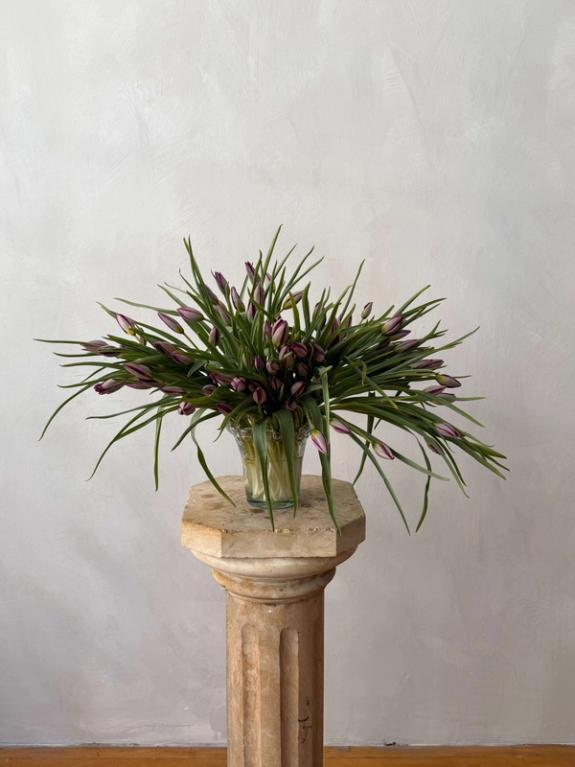 Thumbnail Image of Persian Pearl Tulip