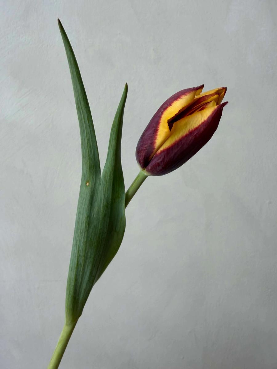 Product image in gallery for Gavota Tulips | Item 2