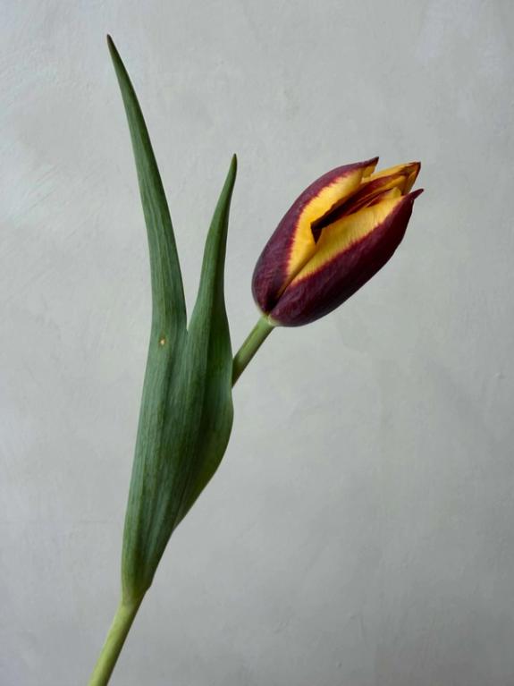 Hover Image of Gavota Tulips