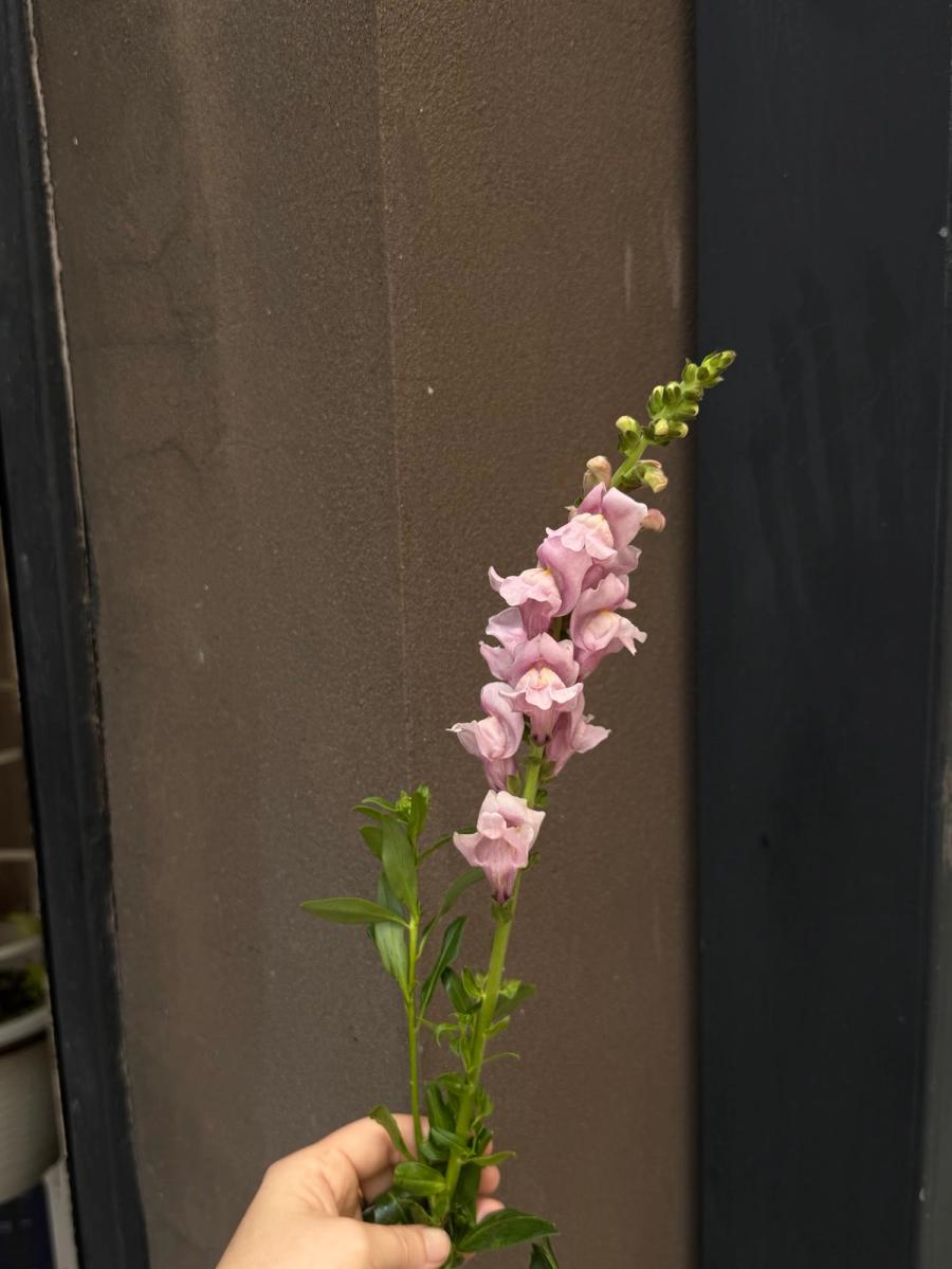 Product image in gallery for Opus III Lavender Snapdragon | Item 2