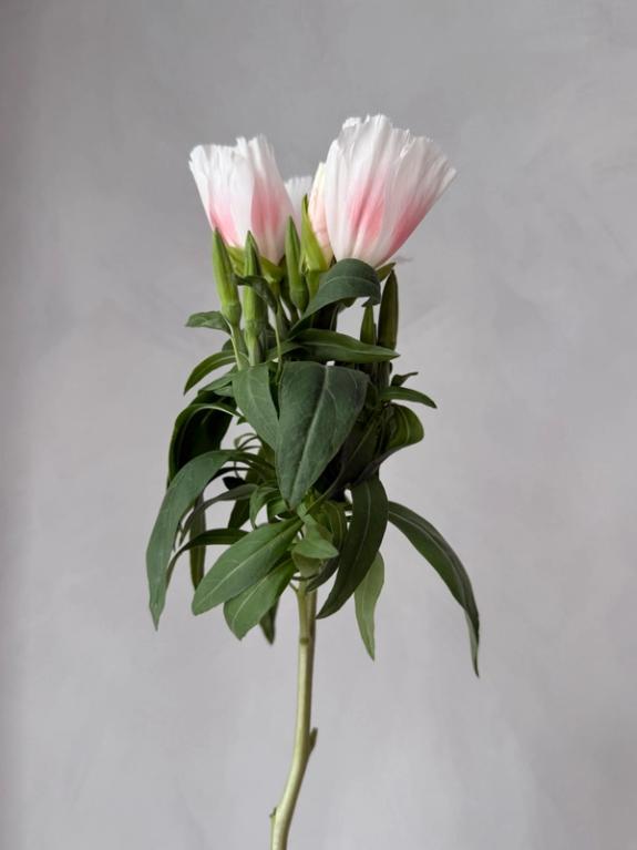Hover Image of Godetia